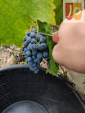 Winobranie 2026 Francja