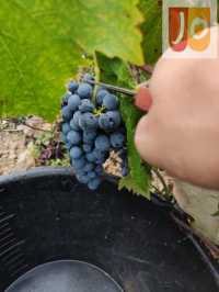 Winobranie 2026 Francja
